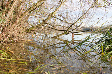 Tree branch in rising flood water