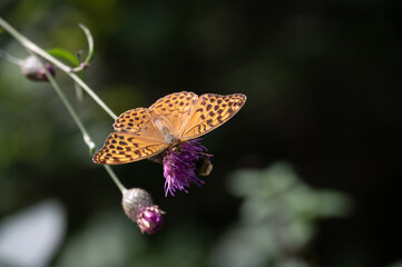 butterfly on flower