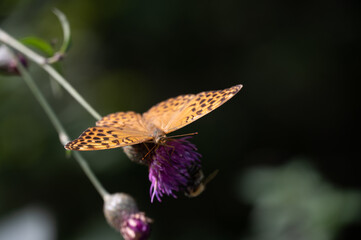 butterfly on flower