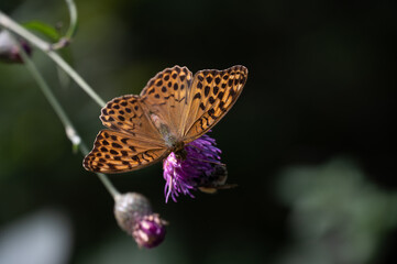butterfly on flower