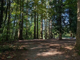 The meadow in a forest. Coniferous trees
