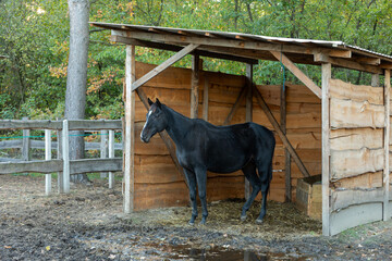 A horse is resting in a wooden shelter in a paddock at a free-range stable.