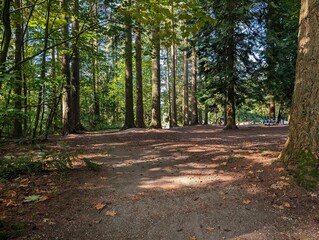The meadow in a coniferous forest