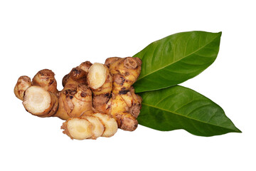 Galangal root along with its leaves isolated transparent