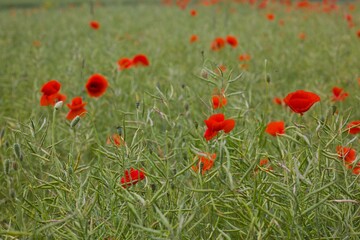 Bright red poppies cover the landscape, their vivid petals gently swaying in the breeze over a lush green field.