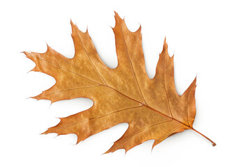 Autumn oak leaf isolated on white background. Fall season foliage. Top view. Flat lay