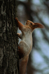 A reddish-brown squirrel climbs a textured tree trunk, its fluffy tail trailing behind. The background features blurred forest foliage, creating a serene, woodland atmosphere.