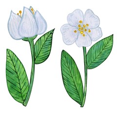 Tea flowers with white blooms and vibrant green leaves watercolor illustration. Composition of buds, foliage, and greenery. Spring and summer botanical drawing, isolated on a white