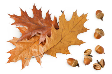 Autumn oak leaf isolated on white background. Fall season foliage. Top view. Flat lay