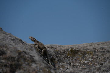lizard on the rock