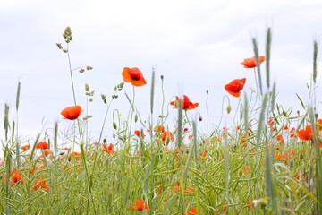 Bright red poppies cover a sprawling field, their delicate petals creating a sea of vibrant color under the open sky.