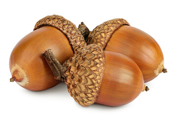 Brown acorn oak nut isolated on white background © kolesnikovserg