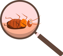 Cockroach illustration. Cockroach life cycle.