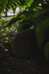 A hedgehog with spiky quills rests among lush green ferns and foliage, blending into the earthy surroundings, while soft light filters through the leaves © Bohdan Hroshev