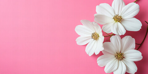 Elegant white cosmos flowers on pink background for romantic and festive occasions, ideal for valentines day, weddings, invitations, and nature-themed designs