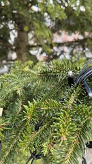 Fototapeta premium Close-Up of Evergreen Branches Adorned with Festive Holiday Lights. A detailed close-up of evergreen branches with festive holiday lights, evoking a winter holiday atmosphere. 