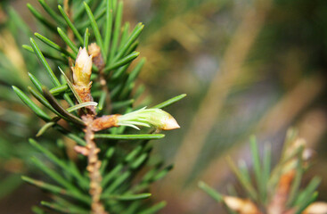 Young spruce branch, Coniferous, background for design, winter.