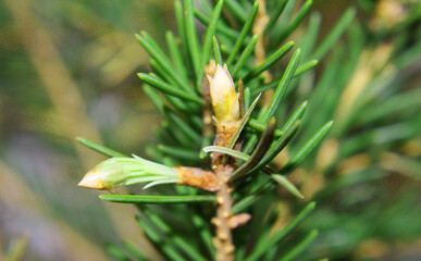 Young spruce branch, Coniferous, background for design, winter.