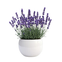 Fototapeta premium Oval ceramic pot with a lavender plant. Isolated white background. Png format