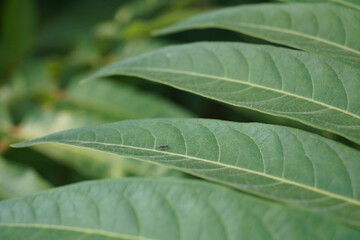 A close-up photo captures lush green leaves with intricate veining, resting peacefully amidst a blurred, natural backdrop. An inconspicuous tiny insect perches on a leaf