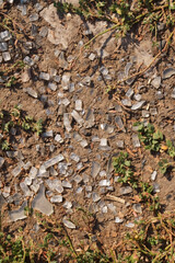 a scattered array of sharp, translucent glass shards spread across a dirt surface, interspersed with small green plants and dry, crumbled earth