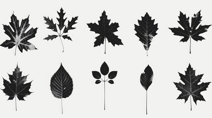 Close-up shot of diverse leaf varieties on a clean white surface