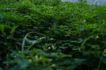 a lush, green ground covered in dense foliage and low-growing plants, creating a serene and vibrant natural landscape filled with various textures.