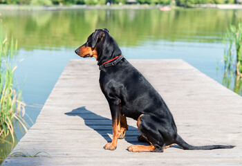 A German Pinscher dog, black and tan, sits on a wooden pier on the shore of a lake