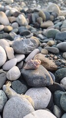 Caracol en la playa