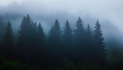 Mystic fog shrouds the forest, trees standing to show Eastern charm.