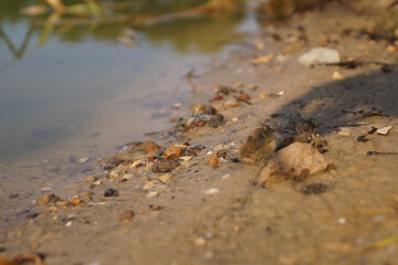 a serene riverbank scene, showing smooth pebbles and soft earth alongside shimmering water, with gentle sunlight casting a warm glow over the natural landscape.