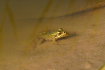 A green frog sits partially submerged in shallow water, surrounded by murky brown liquid and slender green reeds. The sandy bank provides a natural habitat for this amphibian.