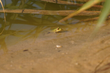A green frog sits partially submerged in shallow water, surrounded by murky brown liquid and slender green reeds. The sandy bank provides a natural habitat for this amphibian.