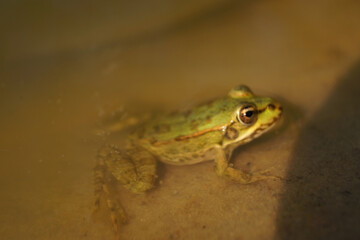 A green frog rests partially submerged in shallow water, its smooth skin glistening under soft light. Ripples surround it, enhancing the tranquil, natural ambiance of its environment.