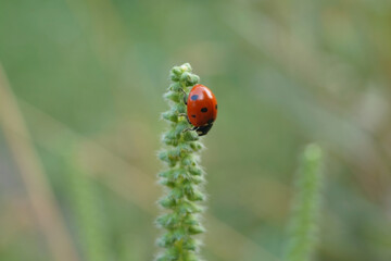 A bright red ladybug with black spots clings to a slender green stalk amidst a blurred background of soft greenery, showcasing nature's vibrant colors and delicate details.