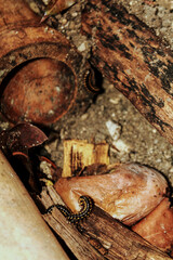A group of millipedes actively crawling on a wet bamboo.