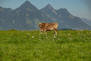 Grazing cows in a meadow. Cow herd. Cow herd grazing at farm. Dairy cow herd in meadow. Cow...