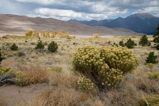 Rabbitbrush in the grasslands of Great Sand Dunes National Park, Colorado 