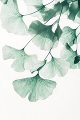 Ginkgo biloba plant leaf closeup view.