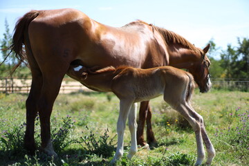 horse and foal
