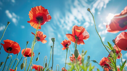 Obraz premium poppy flowers in the field