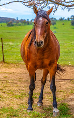 On the Farm: Horses in the paddock
