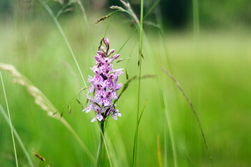 Beautiful garden flowers