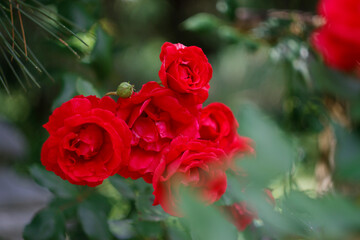 Beautiful garden flowers