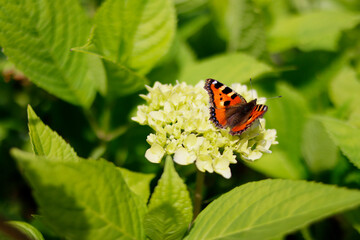 Flowers in the garden