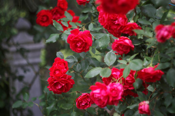 Flowers in the garden