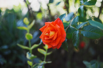 red rose in garden