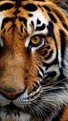 Fototapeta premium Tiger's Face Wallpaper showcasing striking details, vibrant colors, and fierce elegance in nature's masterpiece.