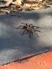 spider tarantula on the road