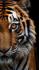 Fototapeta premium Tiger's Face Wallpaper showcasing striking details, vibrant colors, and fierce elegance in nature's masterpiece.